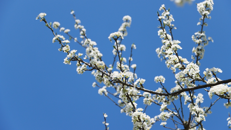 李花綻放枝頭 (3).JPG