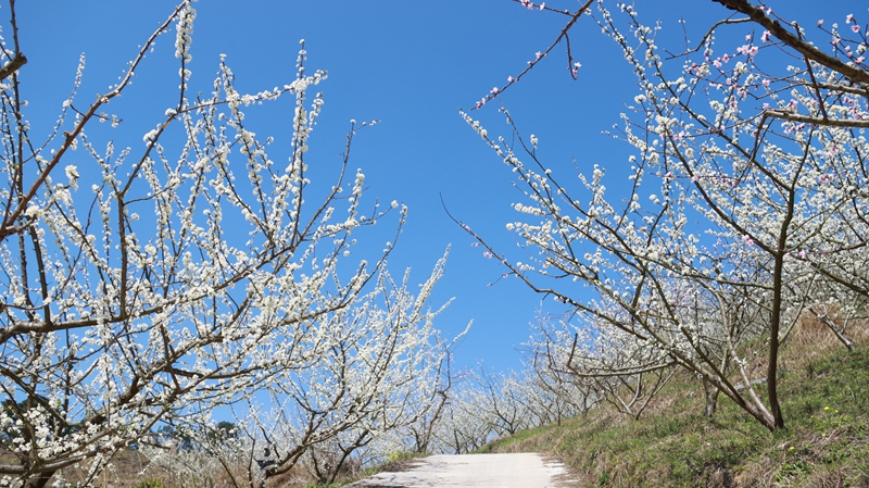 李花綻放枝頭。