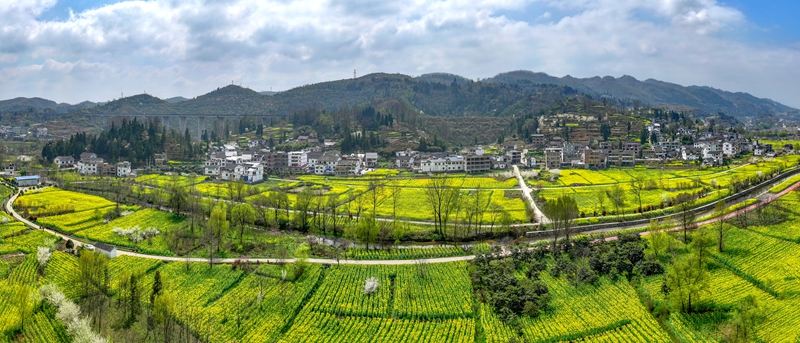 2026年3月11日，貴州省納雍縣寨樂鎮農旅融合示范園內，連綿起伏的油菜花競相綻放，將大地染成了一片金黃，繪就了一幅生機勃勃的春日畫卷。