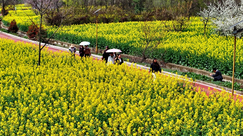 2026年3月11日，貴州省納雍縣寨樂鎮農旅融合示范園內，連綿起伏的油菜花競相綻放，將大地染成了一片金黃，繪就了一幅生機勃勃的春日畫卷。