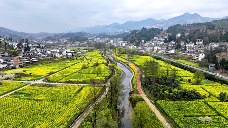 2026年3月11日，贵州省纳雍县寨乐镇农旅融合示范园内，连绵起伏的油菜花竞相绽放，将大地染成了一片金黄，绘就了一幅生机勃勃的春日画卷。