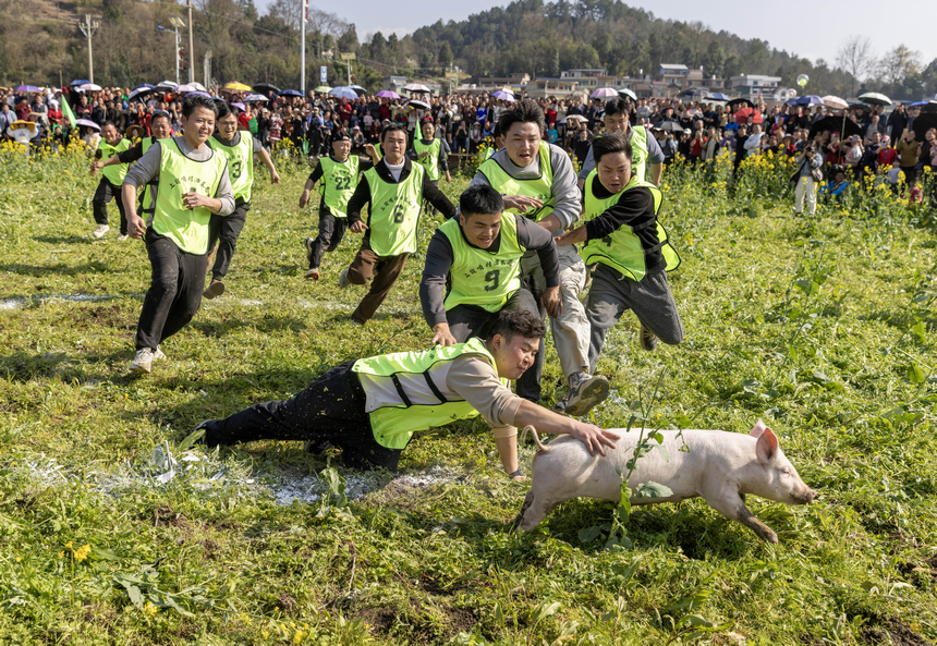 2026年月3月11日，在貴州省黔東南苗族侗族自治州施秉縣城關鎮上翁哨村，村民在參加抓豬比賽。