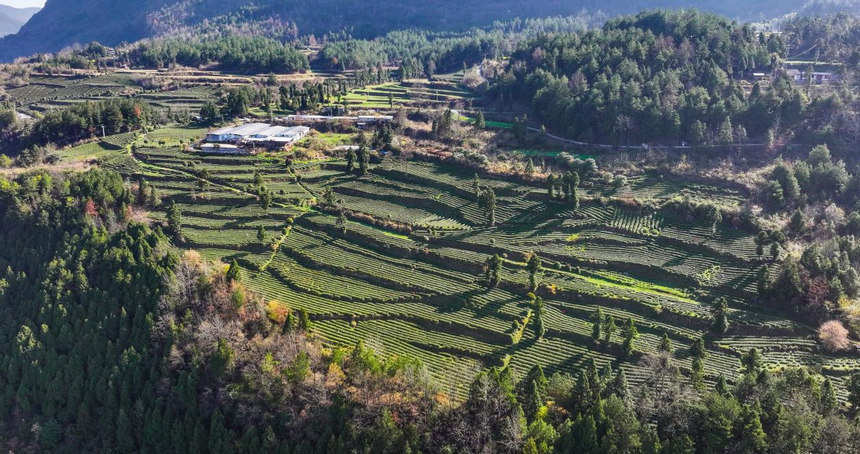 贵州印江：暖冬催新芽 26.5万亩茶园提早一周开采。