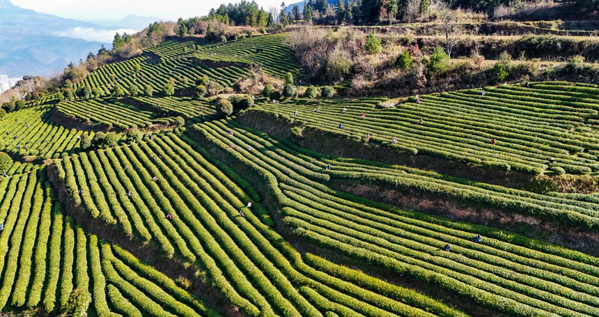贵州印江：暖冬催新芽 26.5万亩茶园提早一周开采。