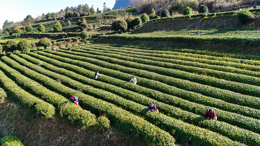 贵州印江：暖冬催新芽 26.5万亩茶园提早一周开采。
