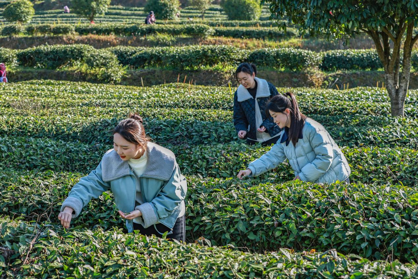 贵州印江：暖冬催新芽 26.5万亩茶园提早一周开采。