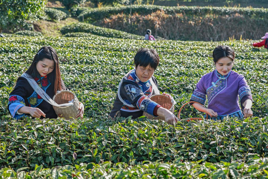 贵州印江：暖冬催新芽 26.5万亩茶园提早一周开采。