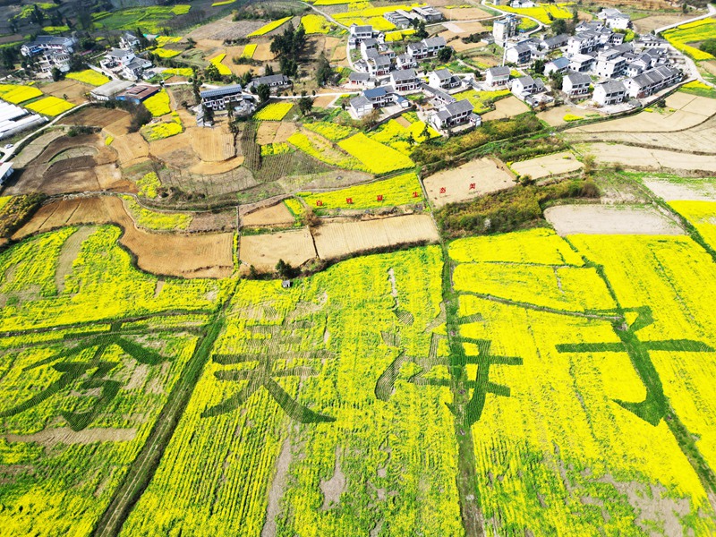 油菜花开、乡村景美。 