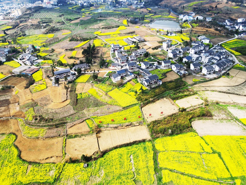 油菜花开、乡村景美。 