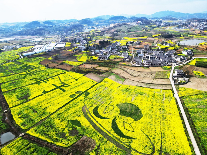 油菜花开、乡村景美。 