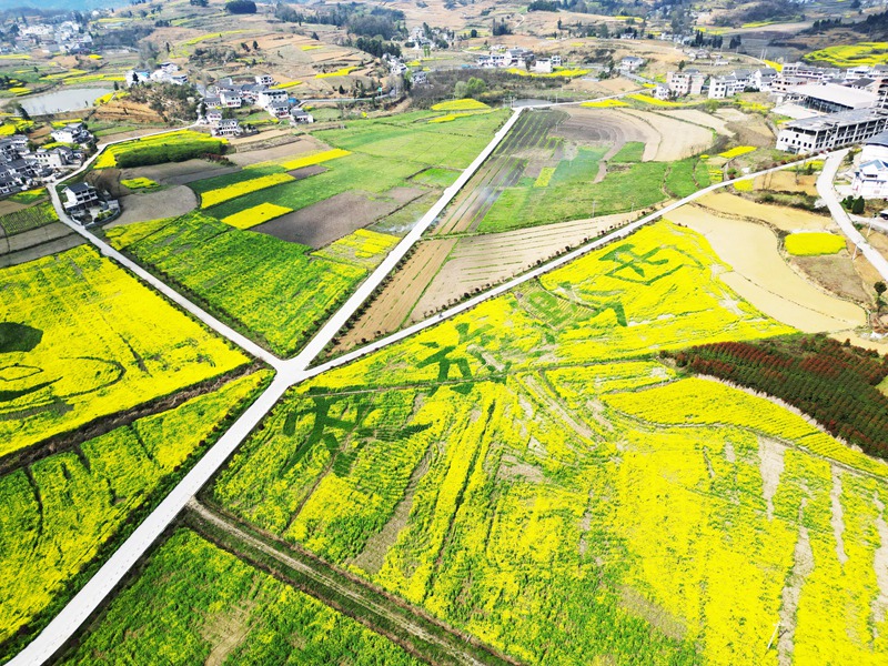 油菜花开、乡村景美。 