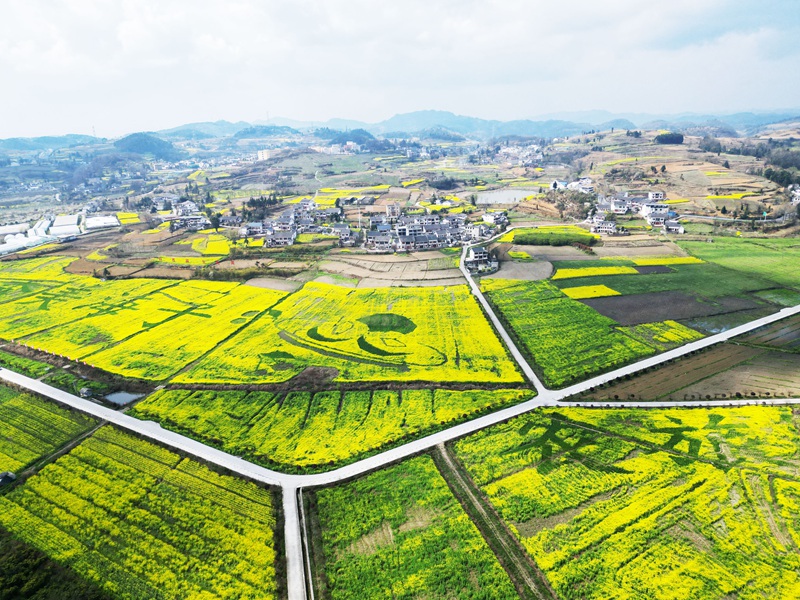 油菜花开、乡村景美。 