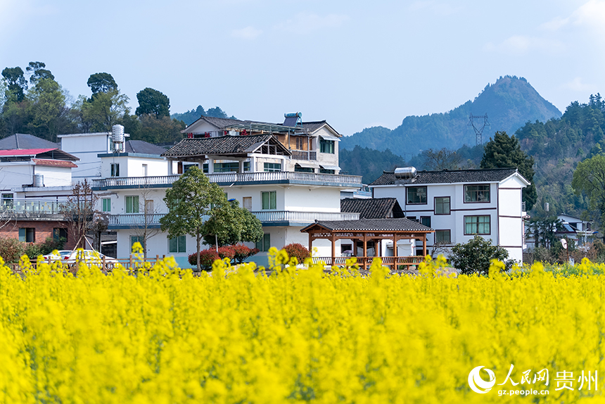 馬頭村內盛開的油菜花與民居。人民網記者 涂敏攝