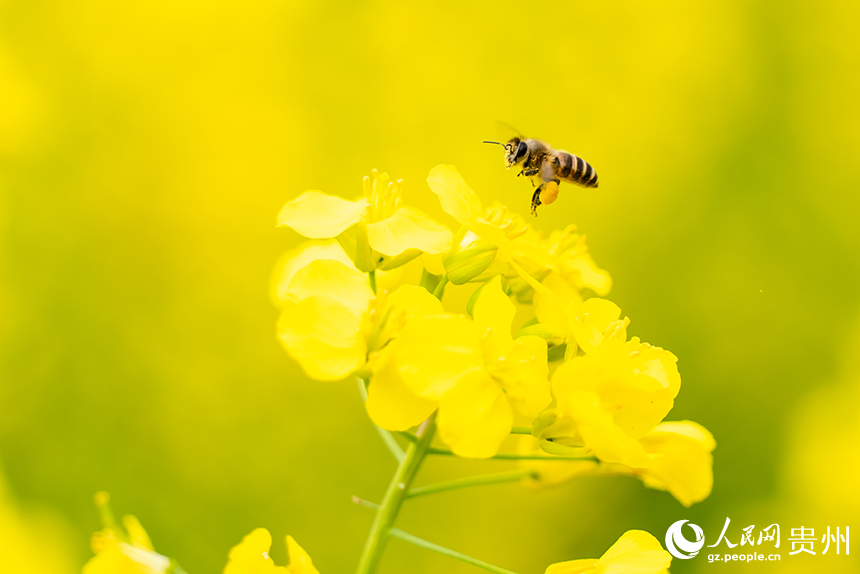 蜜蜂在油菜花田中採蜜。人民網記者 涂敏攝