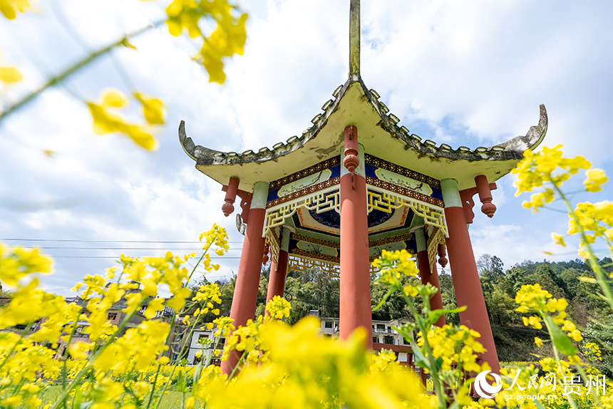 王崗村內盛開的油菜花與涼亭。人民網記者 涂敏攝