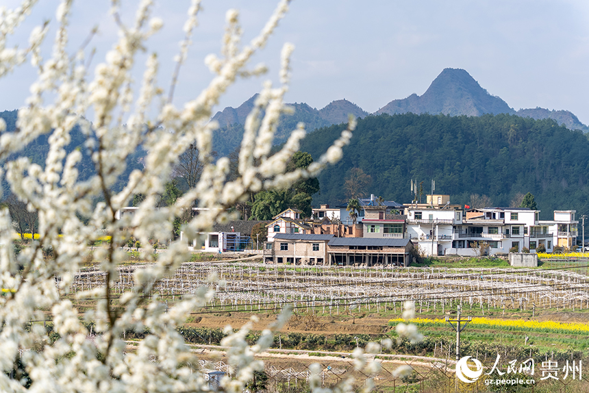 新堡布依族鄉馬頭村內，盛開的李花與民居。人民網記者 涂敏攝