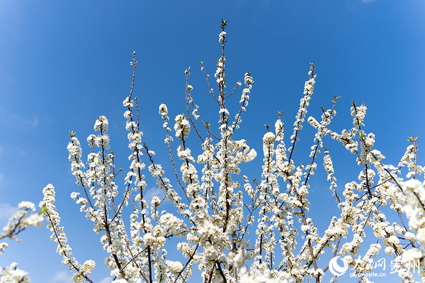 馬頭村內盛開的李花。人民網記者 涂敏攝
