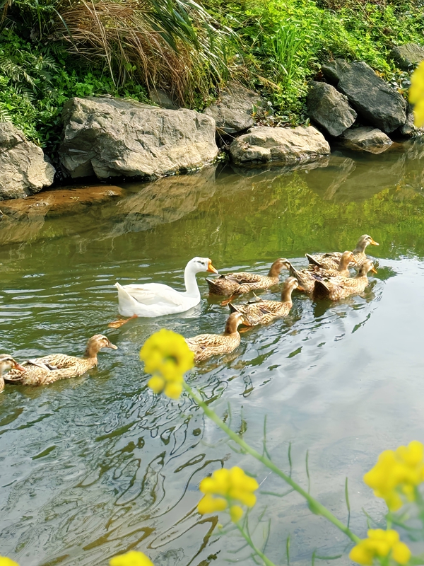 3、春江水暖鴨先知，鵝領群鴨戲花影清波。刁苓沙 攝.jpg