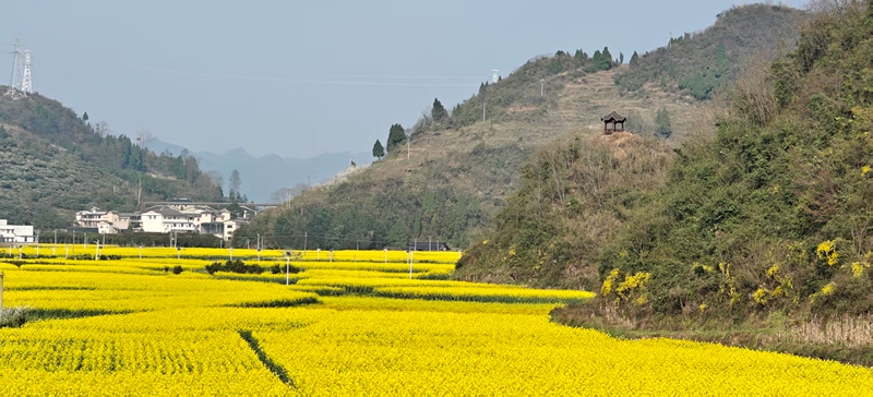 油菜花美景一隅。