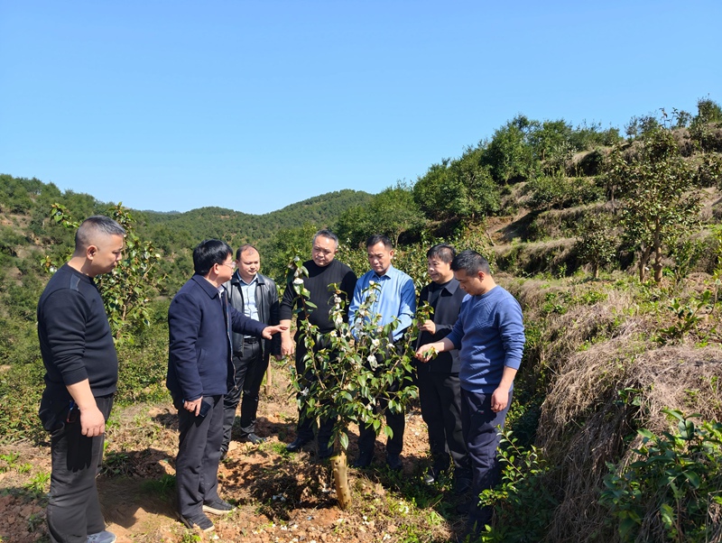 省內外林業專家為肇興景區油茶景觀林建設“把脈開方”4