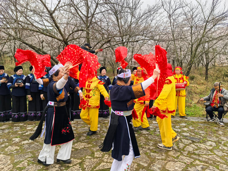 平壩文藝演出在貴安櫻花園上演。