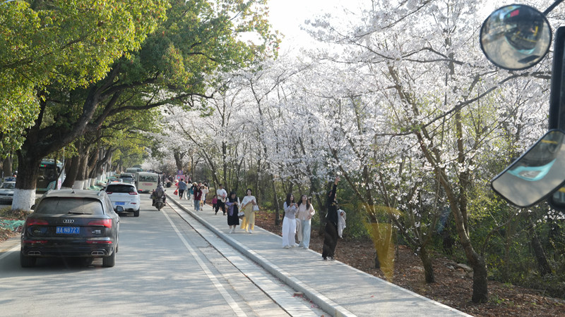平坝“公交+旅游”解锁赏花新体验。