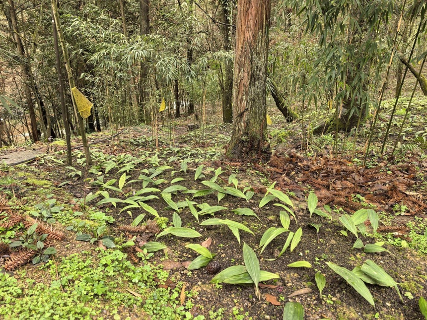 红河村林下毛慈菇种植基地。