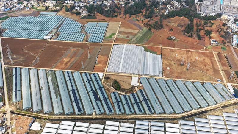 智能溫室大棚內一角。