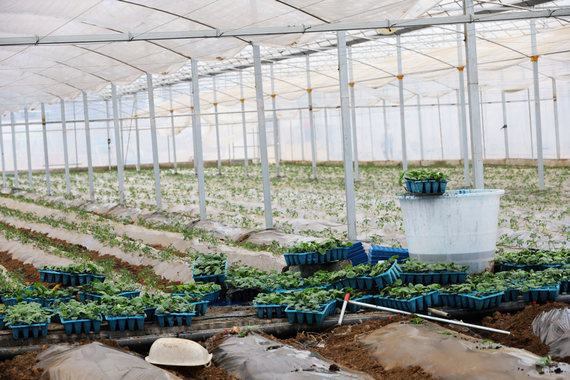 智能温室大棚内一角。