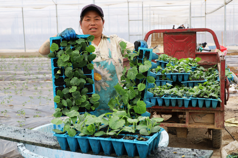 务工群众正在智能温室大棚内搬运小瓜苗。