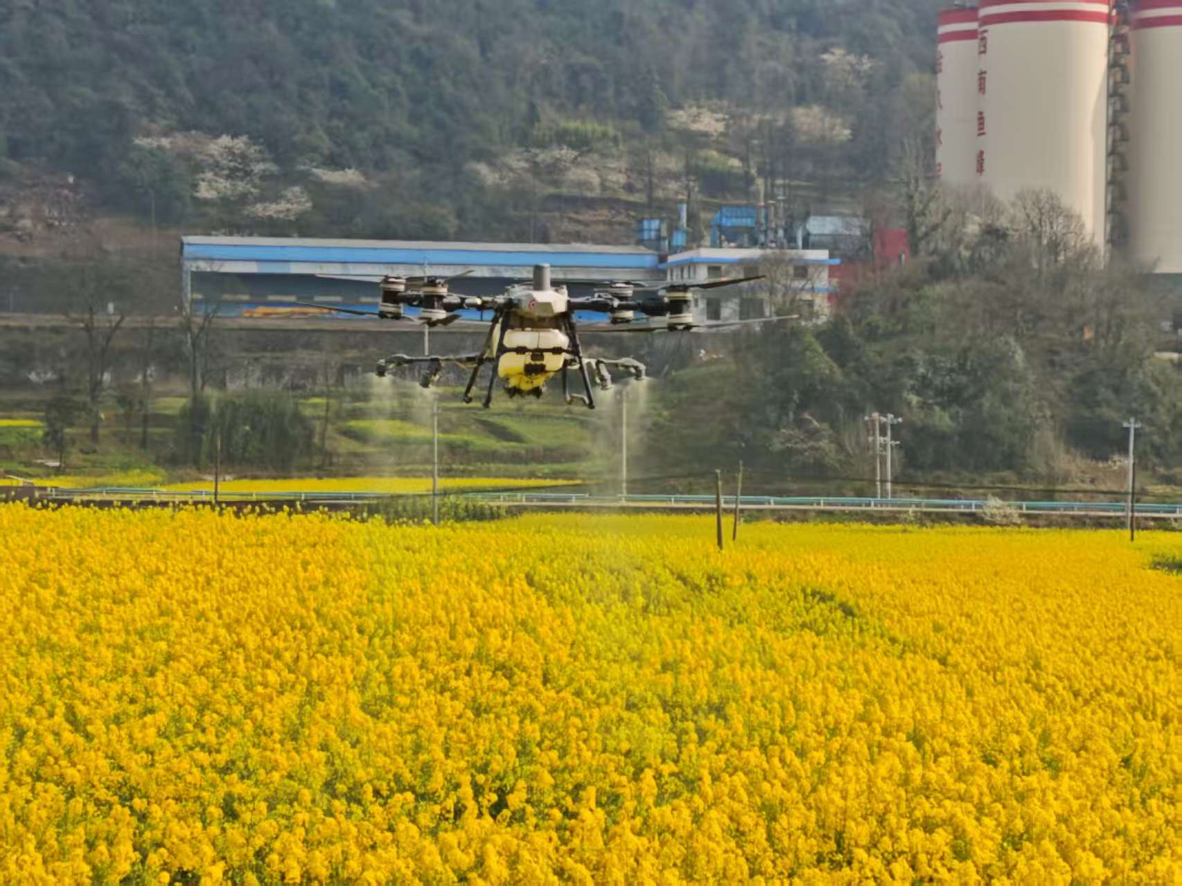 無人機正在進行噴洒。查姜維攝