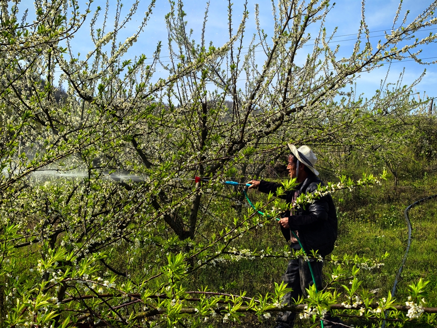 果農正在對李樹進行管護。楊洋攝