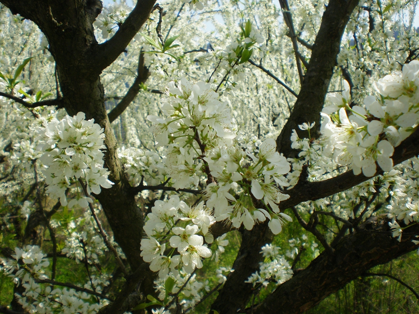 潔白的李花如雲似雪。楊洋攝