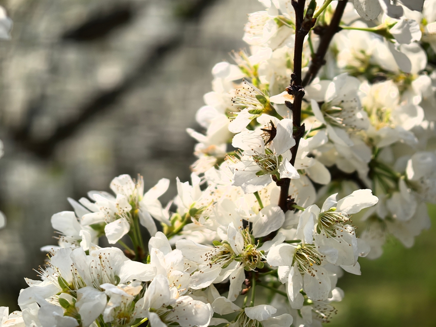 潔白的李花如雲似雪。楊洋攝