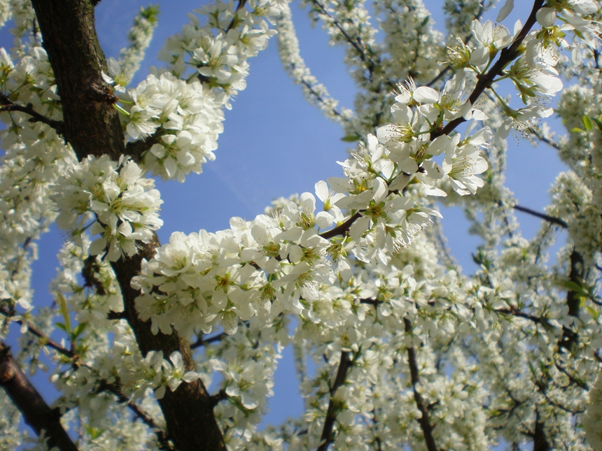 潔白的李花如雲似雪。楊洋攝