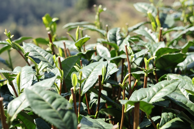 独山县一叶新芽香满城。