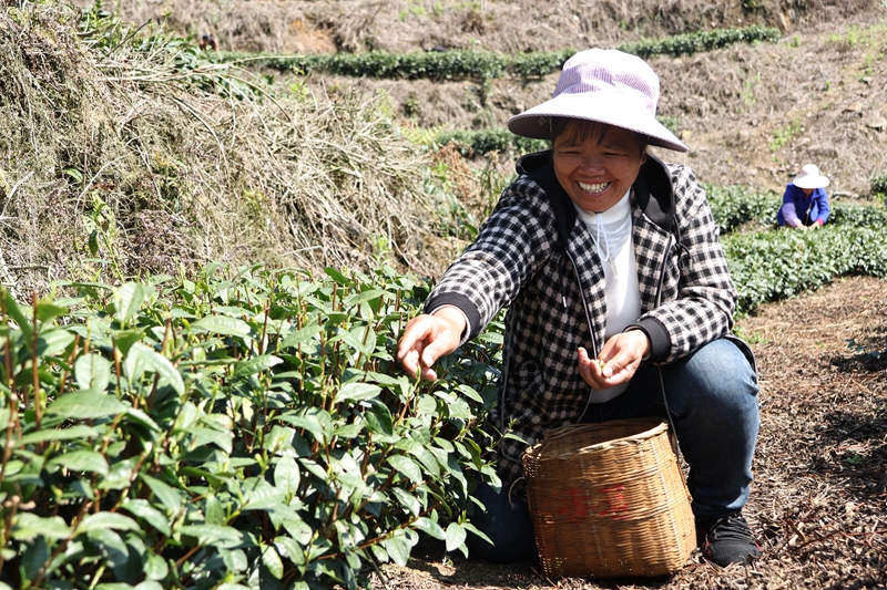 独山县一叶新芽香满城。