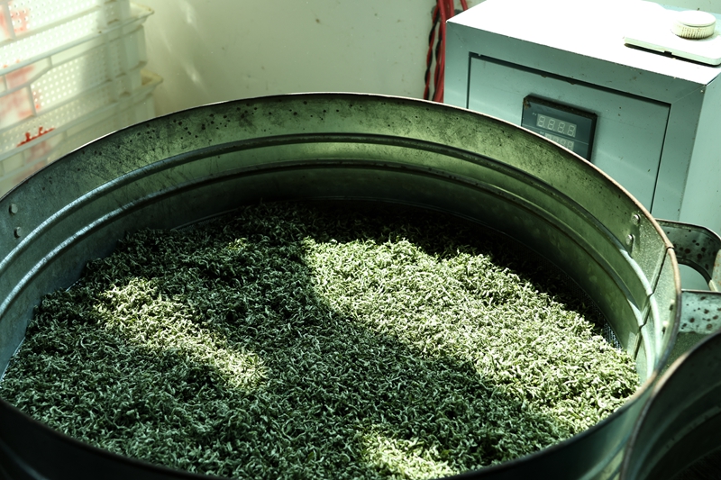 独山县一叶新芽香满城。