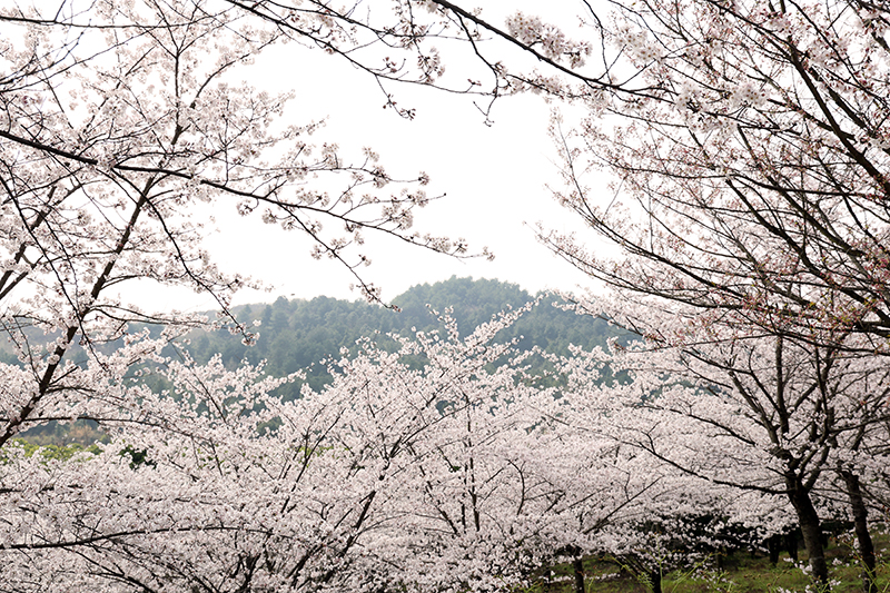 平壩九龍村櫻花開得正盛。