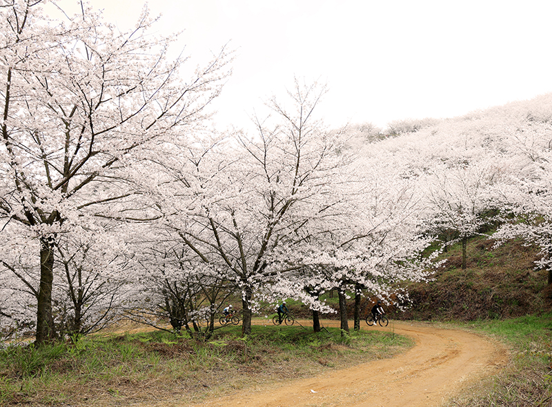 平壩九龍村櫻花開得正盛。