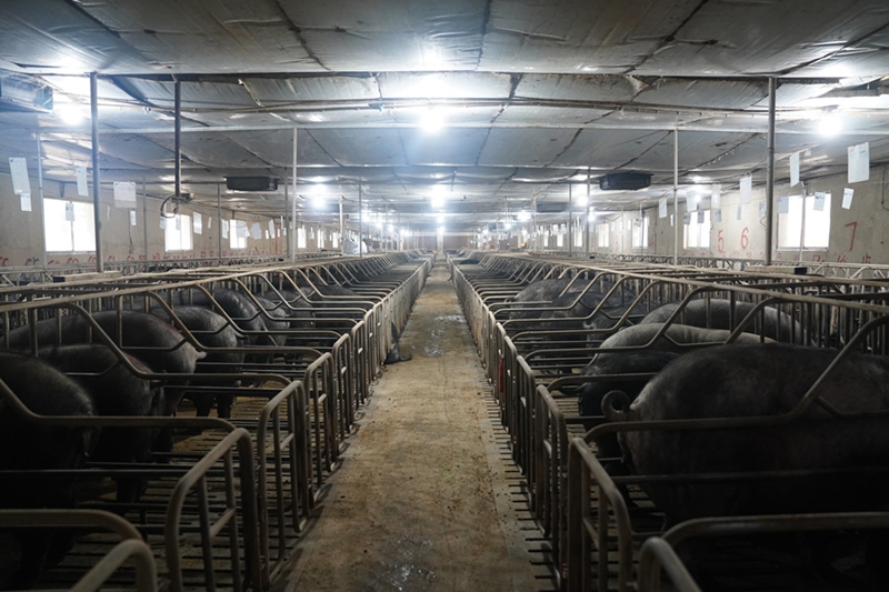 3.大有鎮塔山村村集體的黑毛豬養殖基地。（李昌焯 攝）.JPG