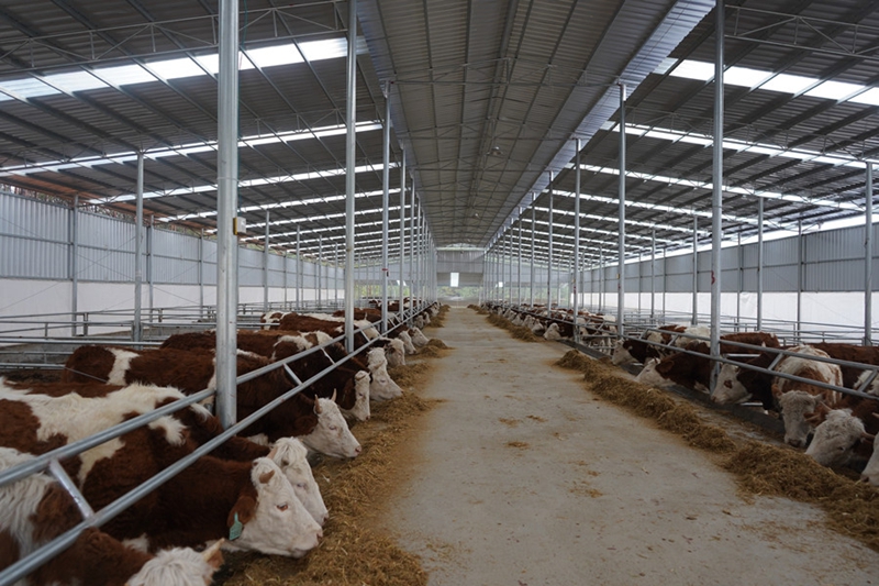 5、岑鞏縣大有鎮塔山村肉牛養殖基地，母牛在進食。（吳念 攝）.jpg