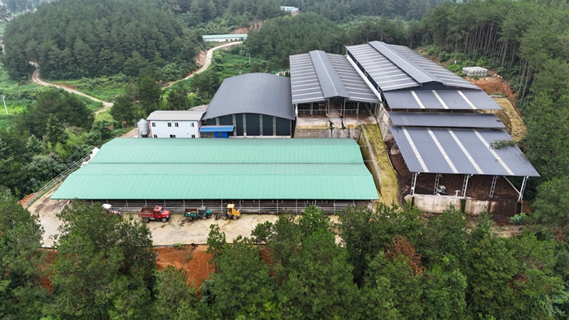 6.岑鞏縣塔山犇牛農業發展有限公司的肉牛養殖基地。（陳昆 攝）.JPG