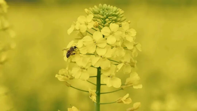 图为:油菜花蕊。