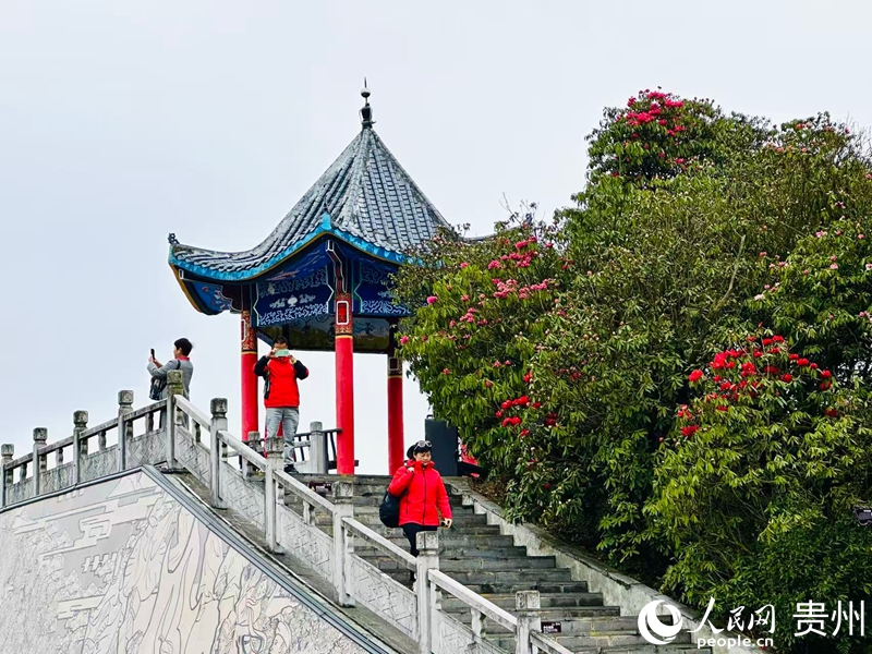 小車小團暢游百裡杜鵑。人民網 陽茜攝