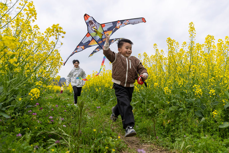 小朋友在貴州省黔東南苗族侗族自治州施秉縣城關鎮上翁哨村油菜花田中放風箏。