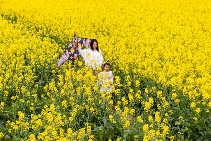 游客在貴州省黔東南苗族侗族自治州施秉縣城關鎮上翁哨村油菜花田中賞花游玩。