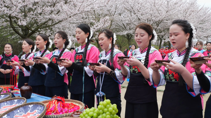 万亩樱花绽放“美丽经济”。