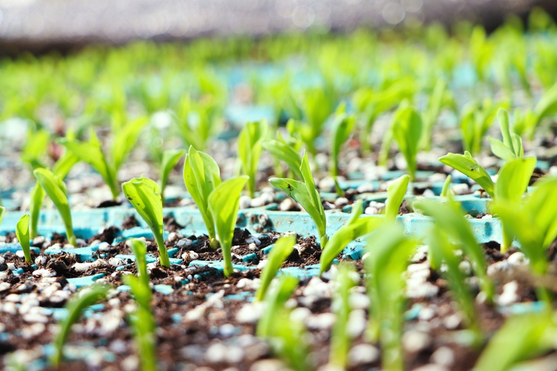 独山县高坪村甜玉米育苗正当时。