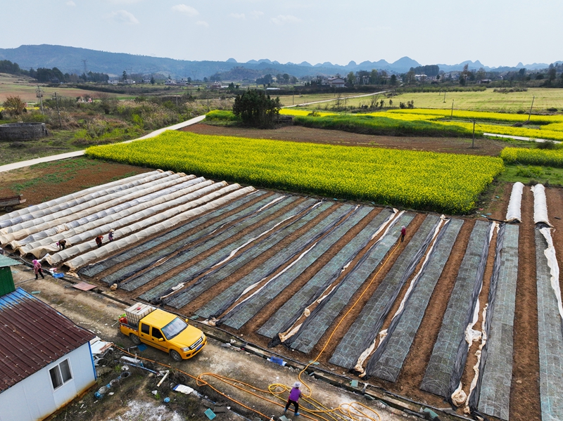 独山县高坪村甜玉米育苗正当时。